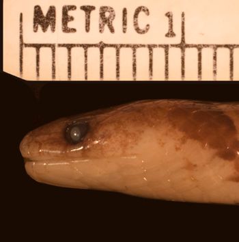 Media type: image;   Herpetology R-178334